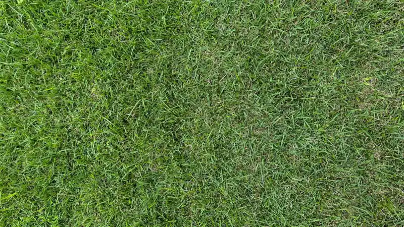 New Lawn Establishment in Elk Grove, CA