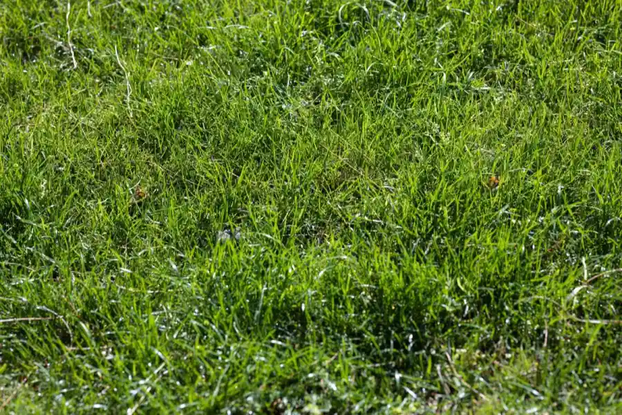 Freshly laid sod rooting into prepped soil in a Elk Grove, CA backyard