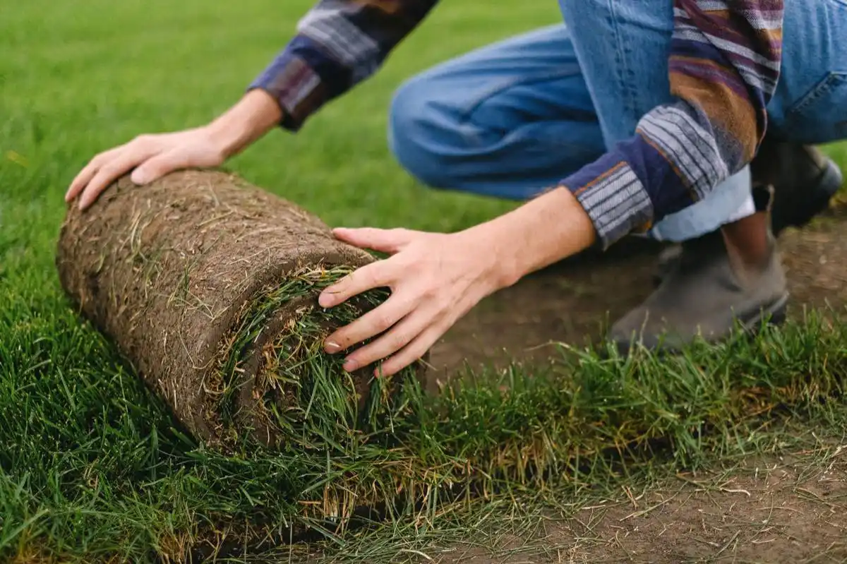 Sod Removal & Replacement in Elk Grove, CA